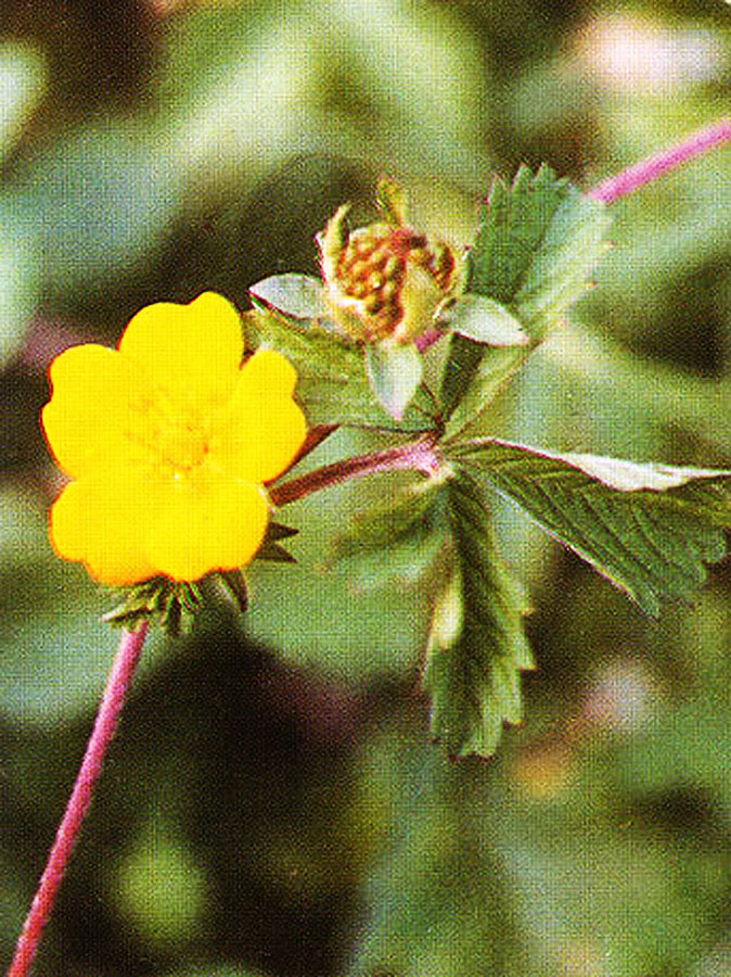 委陵菜(原变种)