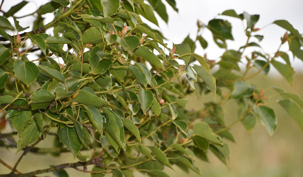  p>樟(学名: i>cinnamomum camphora  /i>(l.