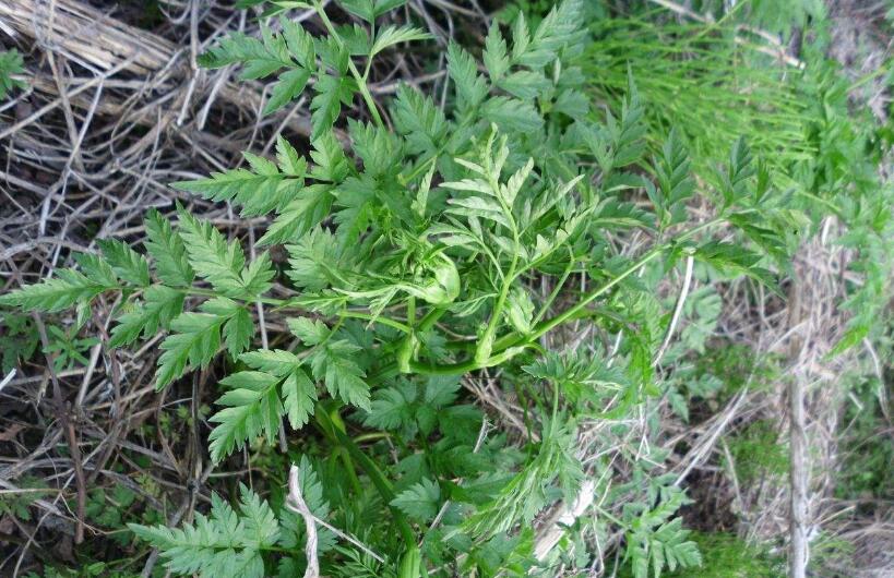 sylvestris(l. )hoffm. 和刺果峨参 a. nemorosa(m. bieb.