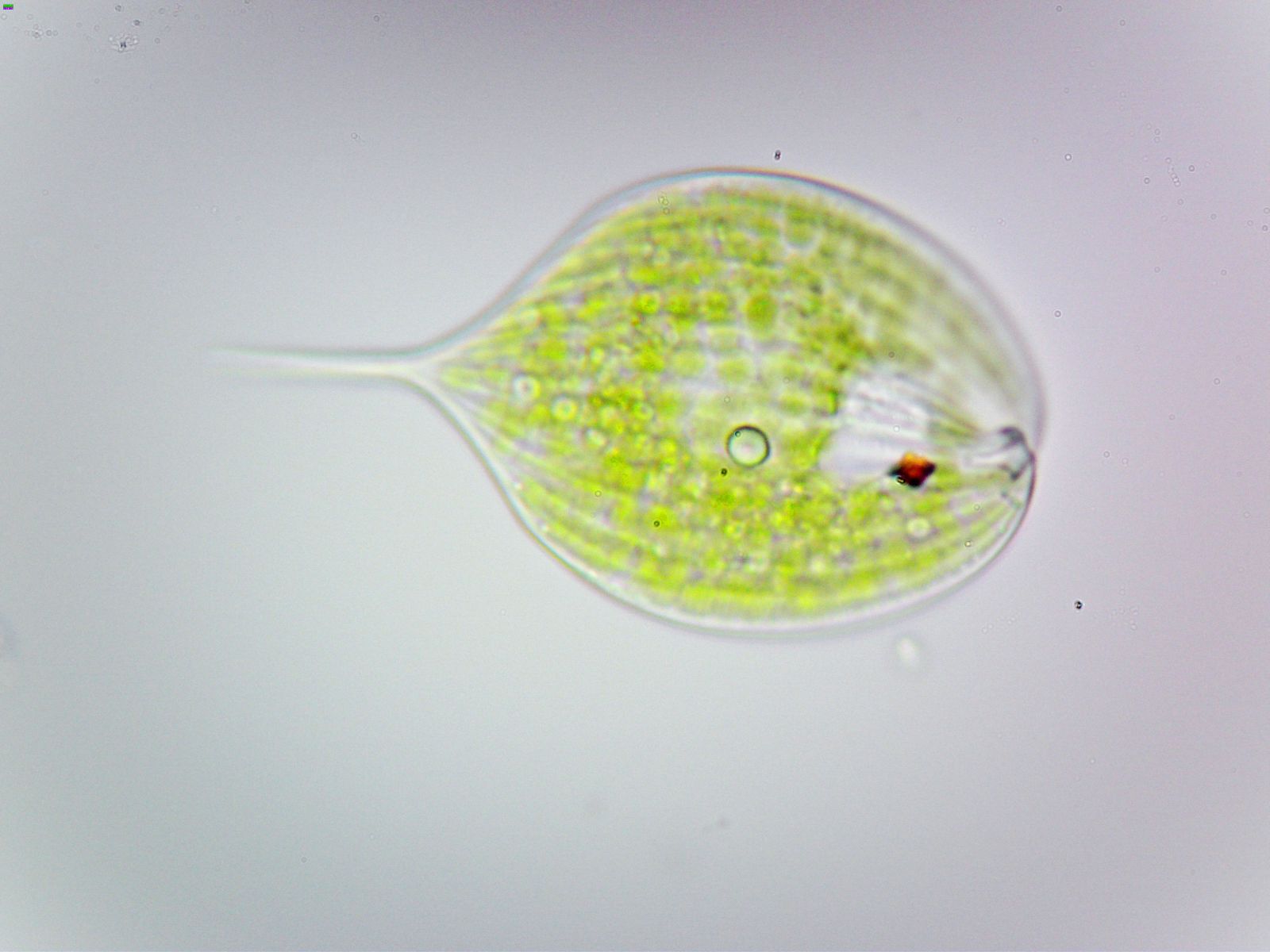  p>大草履虫是较为常见的一种单细胞 a href="#" data-lemmaid="