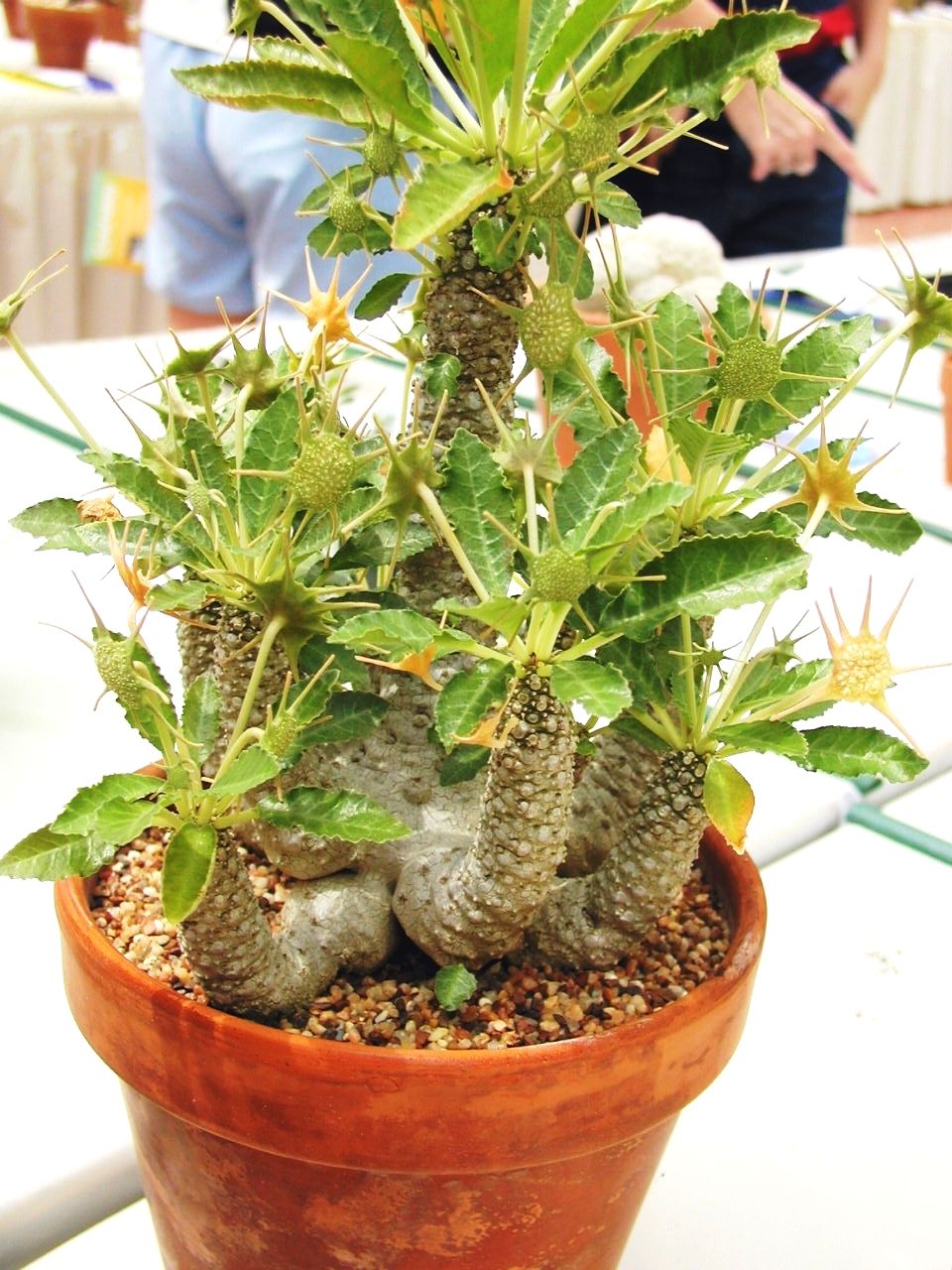 琉桑属(臭桑属)多年生草本或半灌木植物,别名臭桑,黑魔盘,刚果无花果