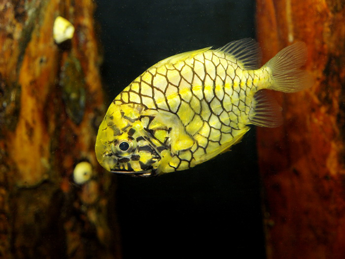  p>松球鱼为暖水性底层海鱼,因体被大栉鳞,形似松果球而得名.