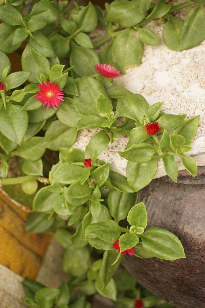 广义的日中花属约有1,000种,主产非洲南部,新种仍有增加,更有分成很多