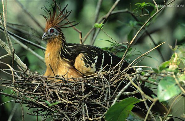  p>麝雉(学名: i>opisthocomus hoazin /i>):体长约65厘米,体重不及1