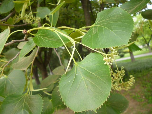  p>椴树属(学名: i>tilia linn. /i>)是椴树科下一个属.落叶乔木.
