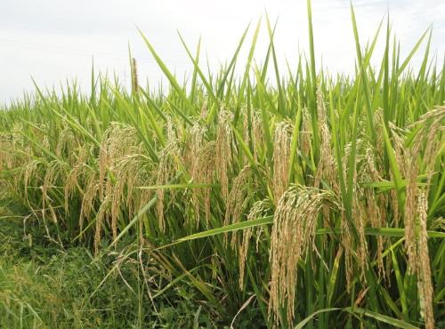 3640089" data-lemmaid="3640089">广东省农业科学院 /a>水稻研究所