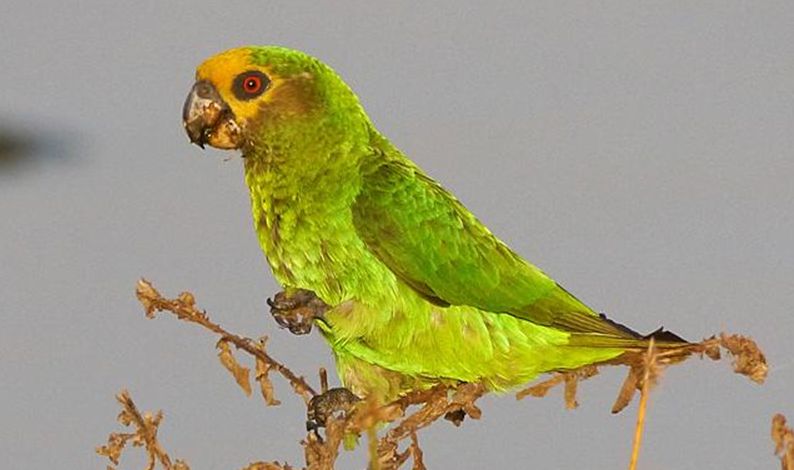  p>黄面鹦鹉(学名:poicephalus flavifrons)是典型的 a href="#" data