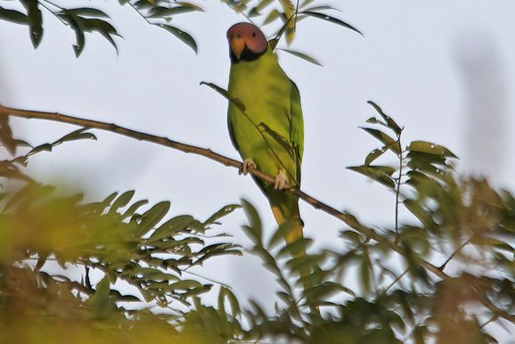  p>花头鹦鹉(学名: i>psittacula roseata /i>)是中型 a href="#">