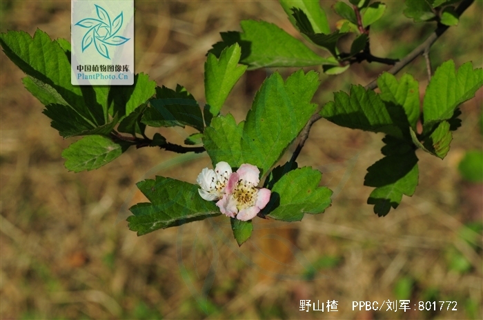 是蔷薇科山楂属的落叶灌木植物.