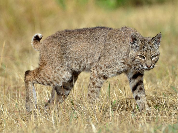 lynx rufus californicus