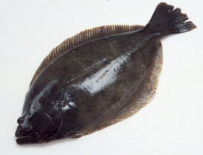  p>八甲鱼,别称是八角鱼,铁仔,猴子鱼,分布区域: a target="_blank"