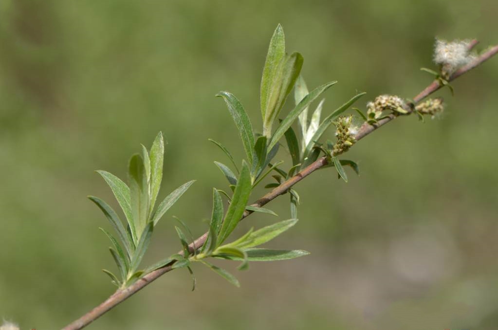  p>乌柳(学名: i>salix cheilophila /i> schneid.