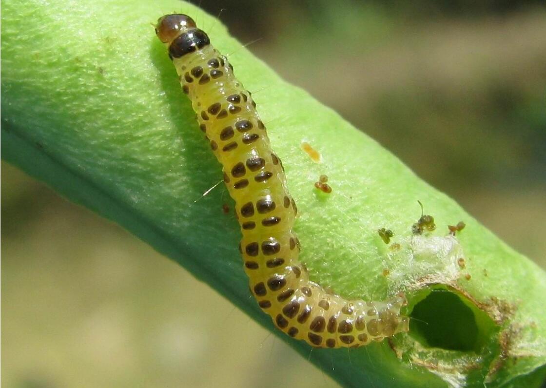 桃蛀螟除为害桃,苹果,梨,李,梅,板栗,核桃,杏,柿,无花果,荔枝,龙眼