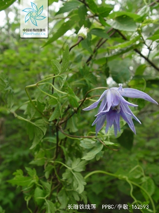 长瓣铁线莲