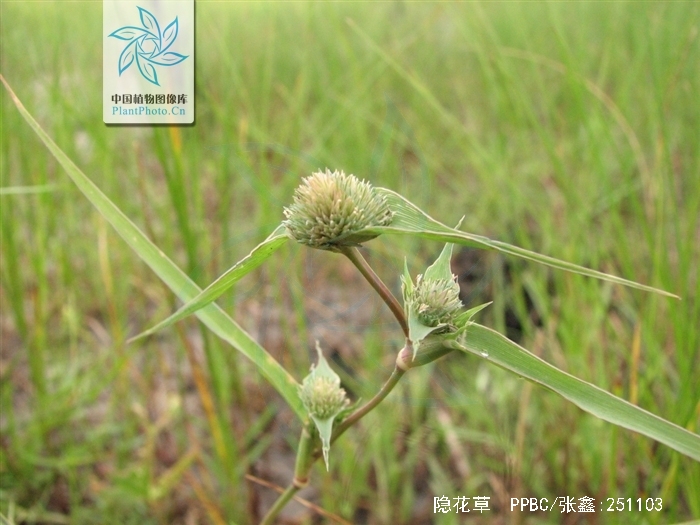 隐花草属一年生 a href="#" data-lemmaid="541696">草本 /a>植物