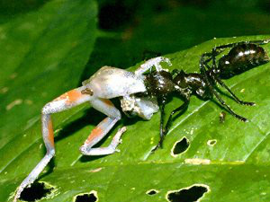 thnvqjwsnh8f"><span class="ref" data