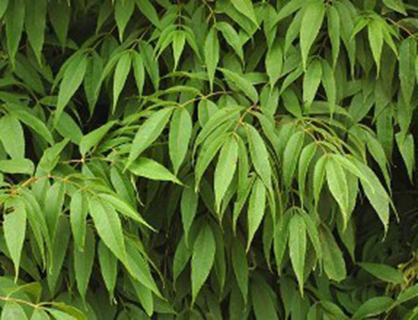  p>水曲柳(学名: i>fraxinus mandshurica  /i>rupr.