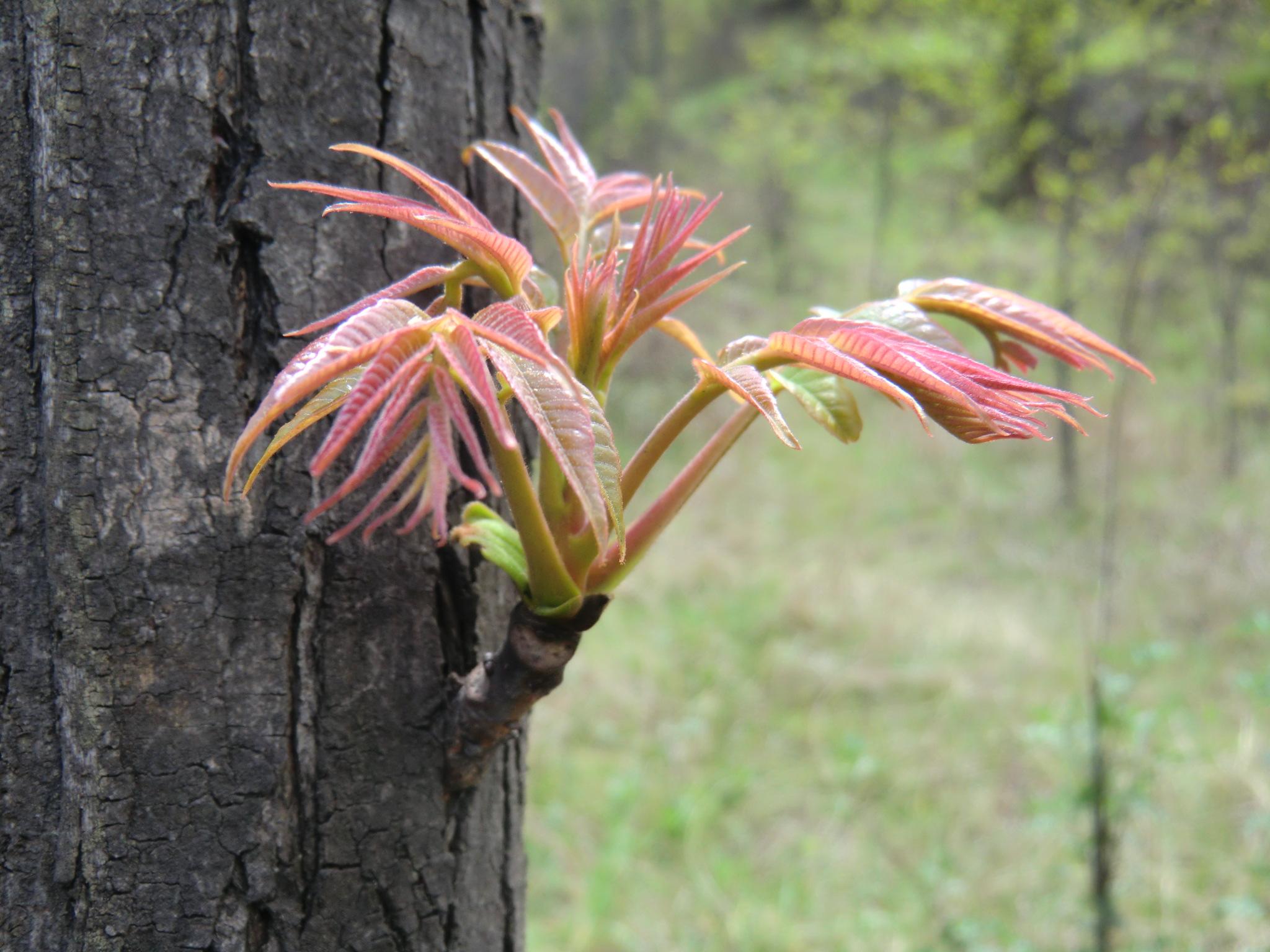  p>香椿(学名: i>toona sinensis /i>)又名香椿芽,香桩头,大红椿树,椿