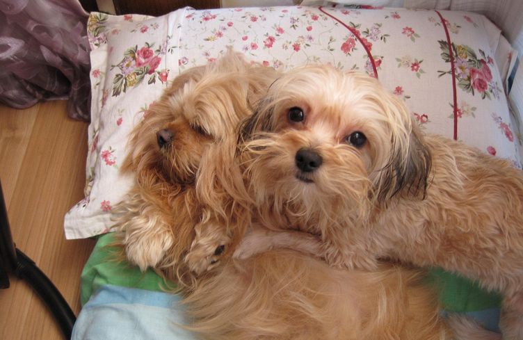 apso),常用名: a href="#" data-lemmaid="9994602">拉萨狮子狗 /a>