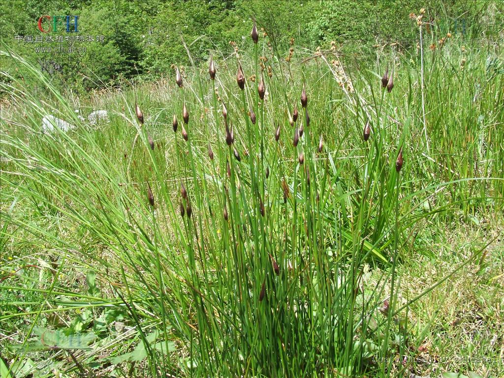  p data-id="gncndnco66">灯心草,中药名.