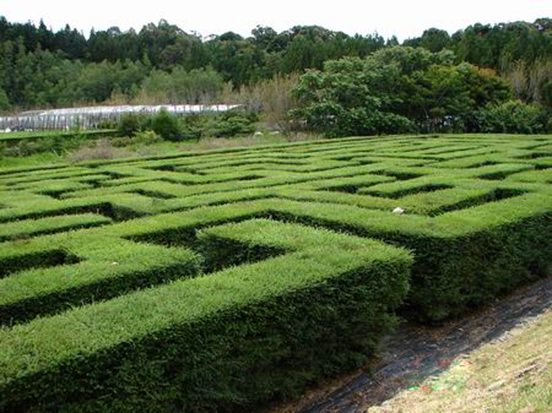  p>女贞绿篱:是指用 a href="#" data-lemmaid="6266528">小叶女贞 /a