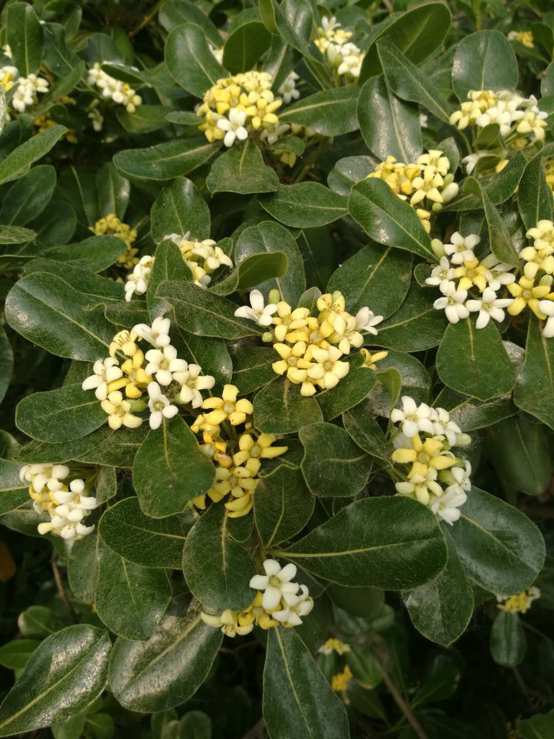  p>秃序海桐,为 a data-lemmaid="2993688">海桐花属 /a>植物,嫩枝及