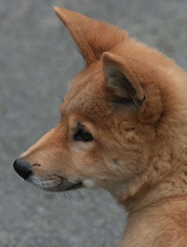 canis familiaris australasiae
