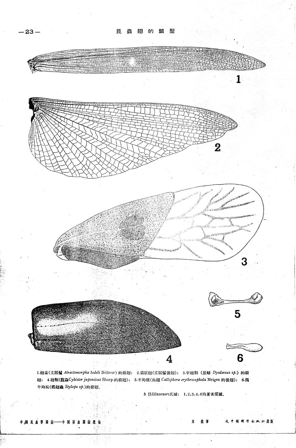 大小与 a href="#" data-lemmaid="6873139">后翅 /a>略同,结构也相似
