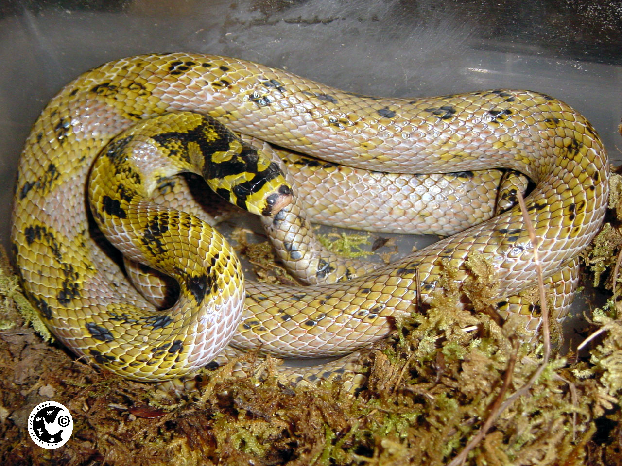  p>玉斑锦蛇属于游蛇科,别名 a href="#" data-lemmaid="15418498">