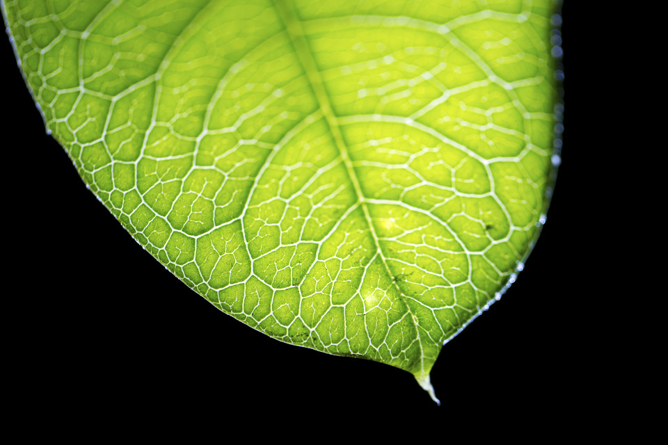  a target="_blank" href="/item/双子叶植物纲/229183" data-lemmaid