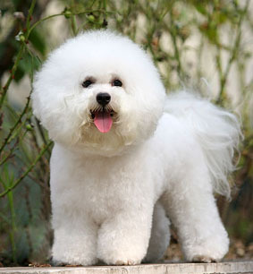 比熊犬对 a href="#" data-lemmaid="13020851">人 /a>的 a href="#"