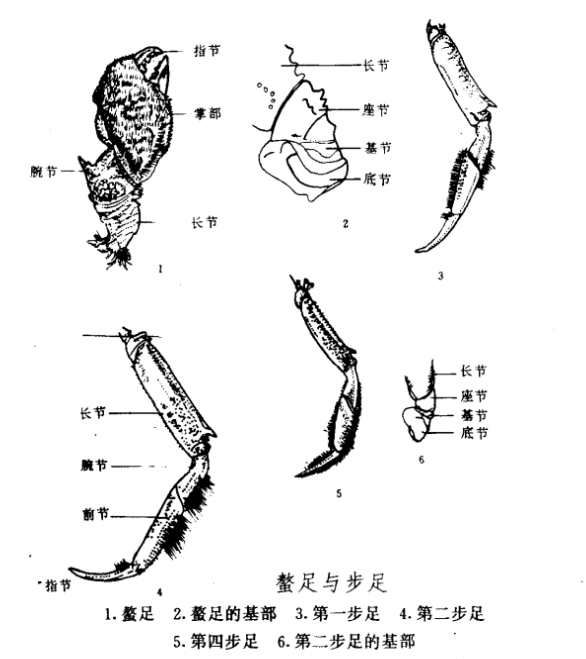 中华绒螫蟹