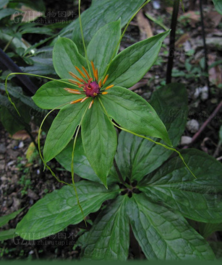 七叶一枝花（藜芦科重楼属植物）_百度百科