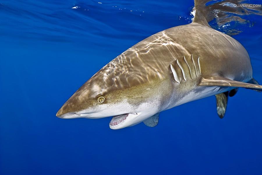  p>远洋白鳍鲨, i>carcharhinus longimanus  /i>(poey, 1861),是 a