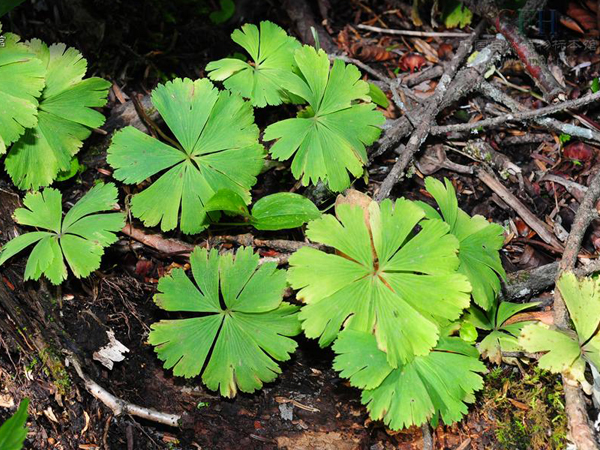  p>独叶草(学名: i>kingdonia uniflora /i> balf.f. et w. w.