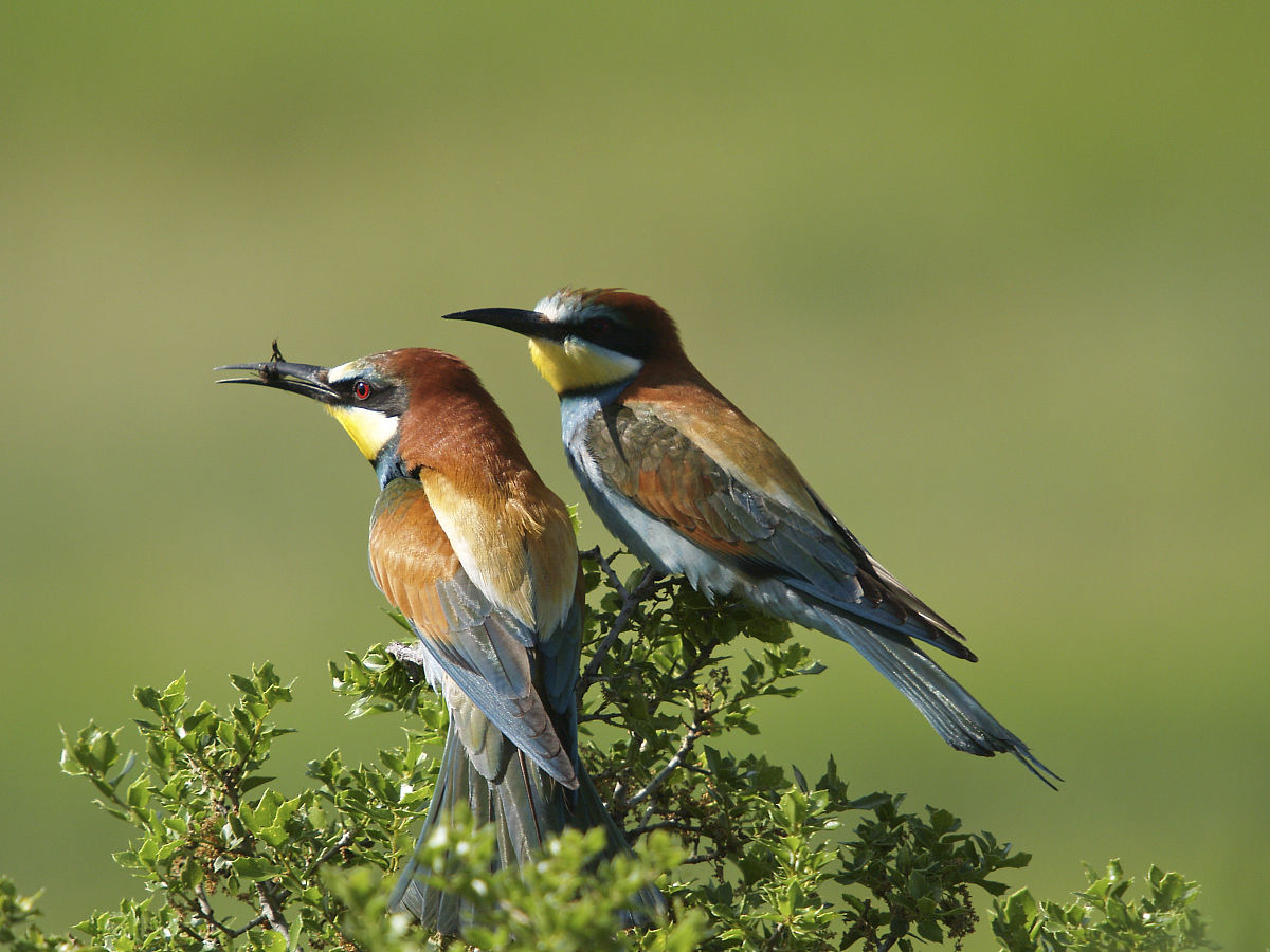  p>雌性选择( female choice)即雌性动物求偶时选择雄性个体的行为.