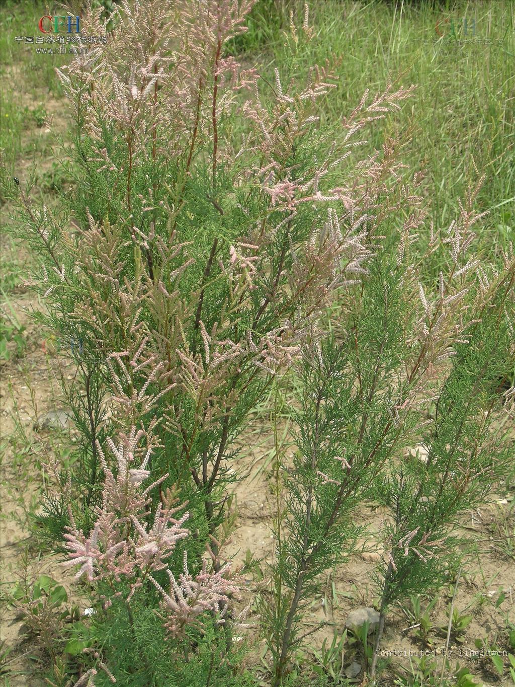  p>柽柳科(tamaricaceae)是一个古老的科,起源于第三纪,包括亚洲中部