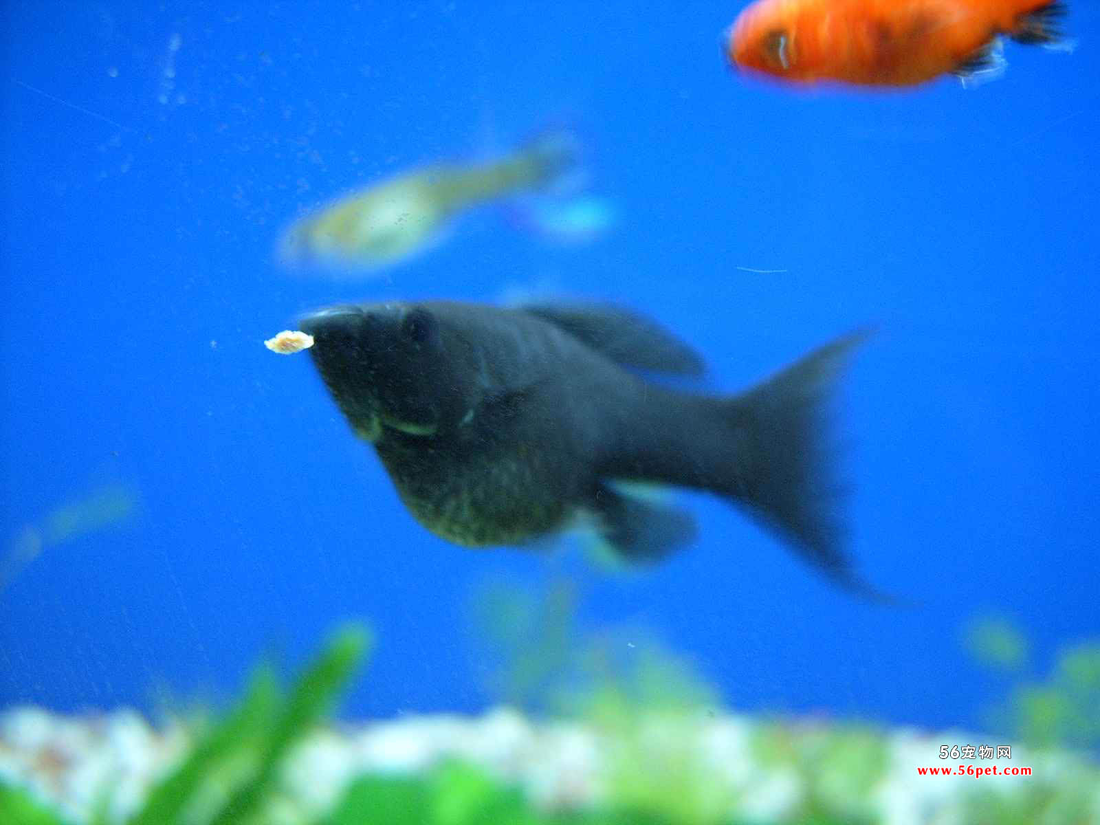 黑摩利