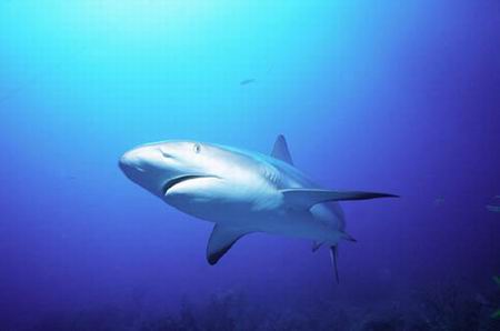 鲨鱼