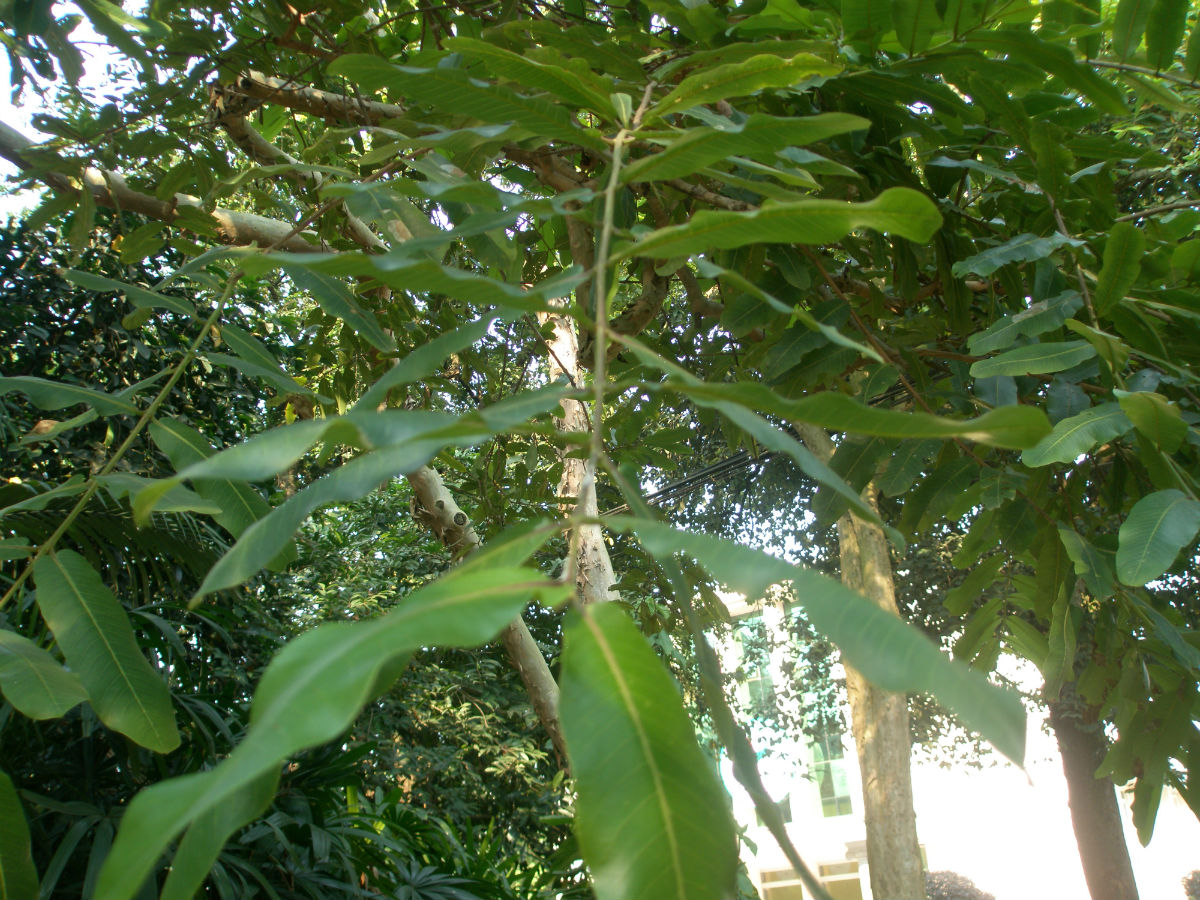  p>能在水中生长的植物,统称为水生植物.
