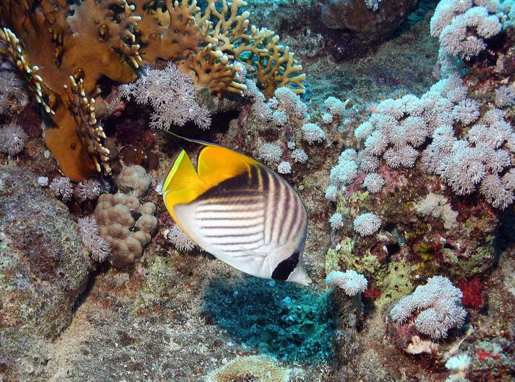  p>扬幡蝴蝶鱼(学名: i>chaetodon auriga /i>):俗名人字蝶,为 a href