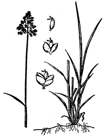  p>光稃茅香,别称香茅,光稃香草,黄香草,形态特征多年生草本,根状茎