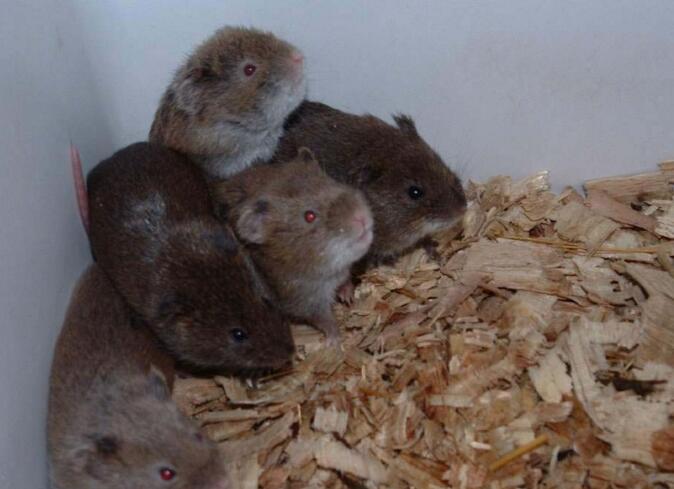  p>黑田鼠是仓鼠科田鼠属动物.体长多不超过150mm,尾很短.