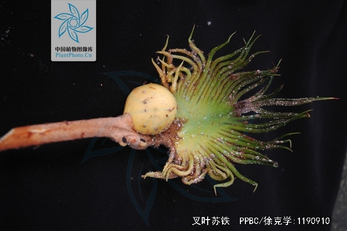 hill)是 a target="_blank" href="/item/苏铁科">苏铁科 /a> a