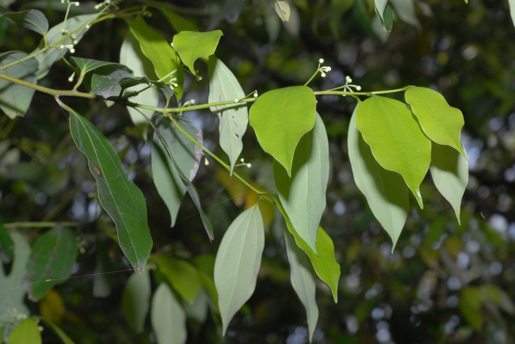  p>肉桂(拉丁学名: i>cinnamomum cassia /i> i>  /i>presl)是樟科,樟