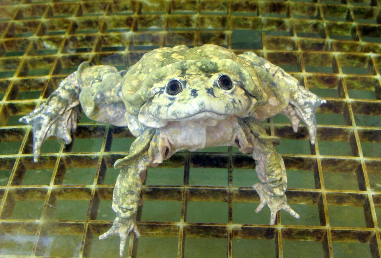  p>的的喀喀湖池蟾(学名: i>telmatobius culeus /i>):是两栖纲,池蟾