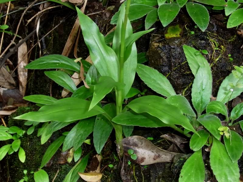  p>长叶斑叶兰是兰科 a href="#" data-lemmaid="247235">斑叶兰属 /a