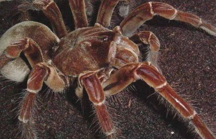  p>亚马逊巨人食鸟蛛(theraphosa blondi),又名哥利亚巨人食鸟蛛,是 a