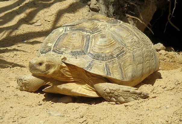  p>苏卡达陆龟(学名: i>centrochelys sulcata /i>):是爬行纲,龟鳖目