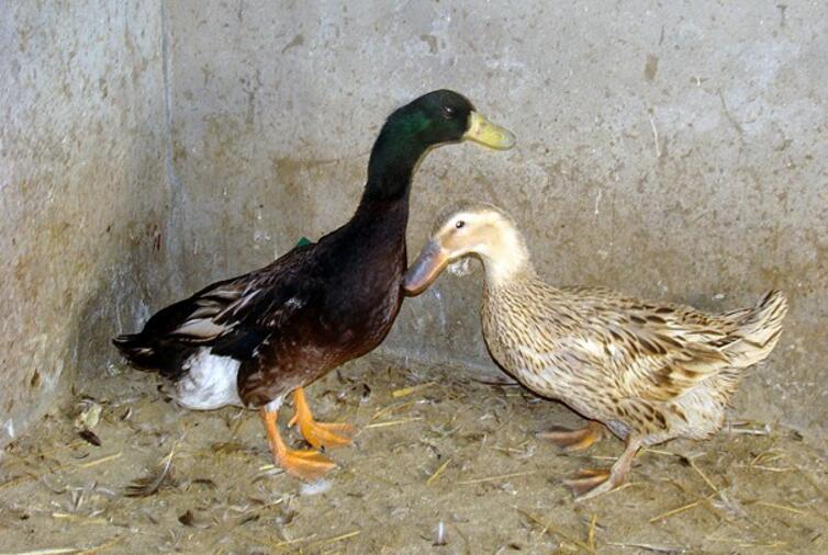  p>巢湖鸭属蛋肉兼用的中型麻鸭品种,原产于 a target="_blank" href=